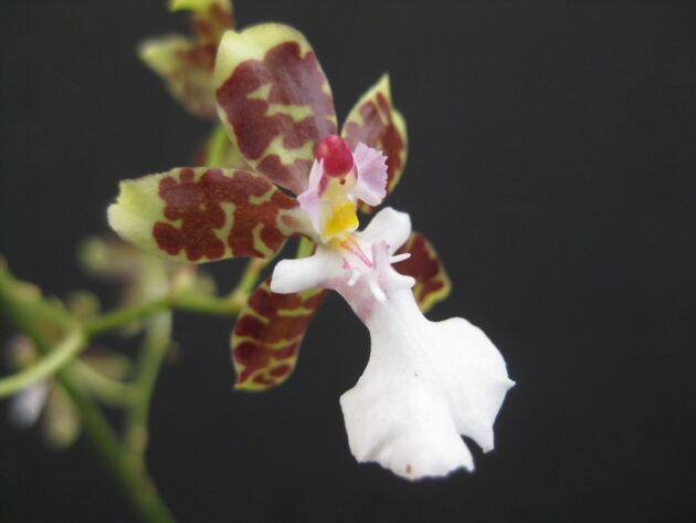 Onc. leucochilum (7)