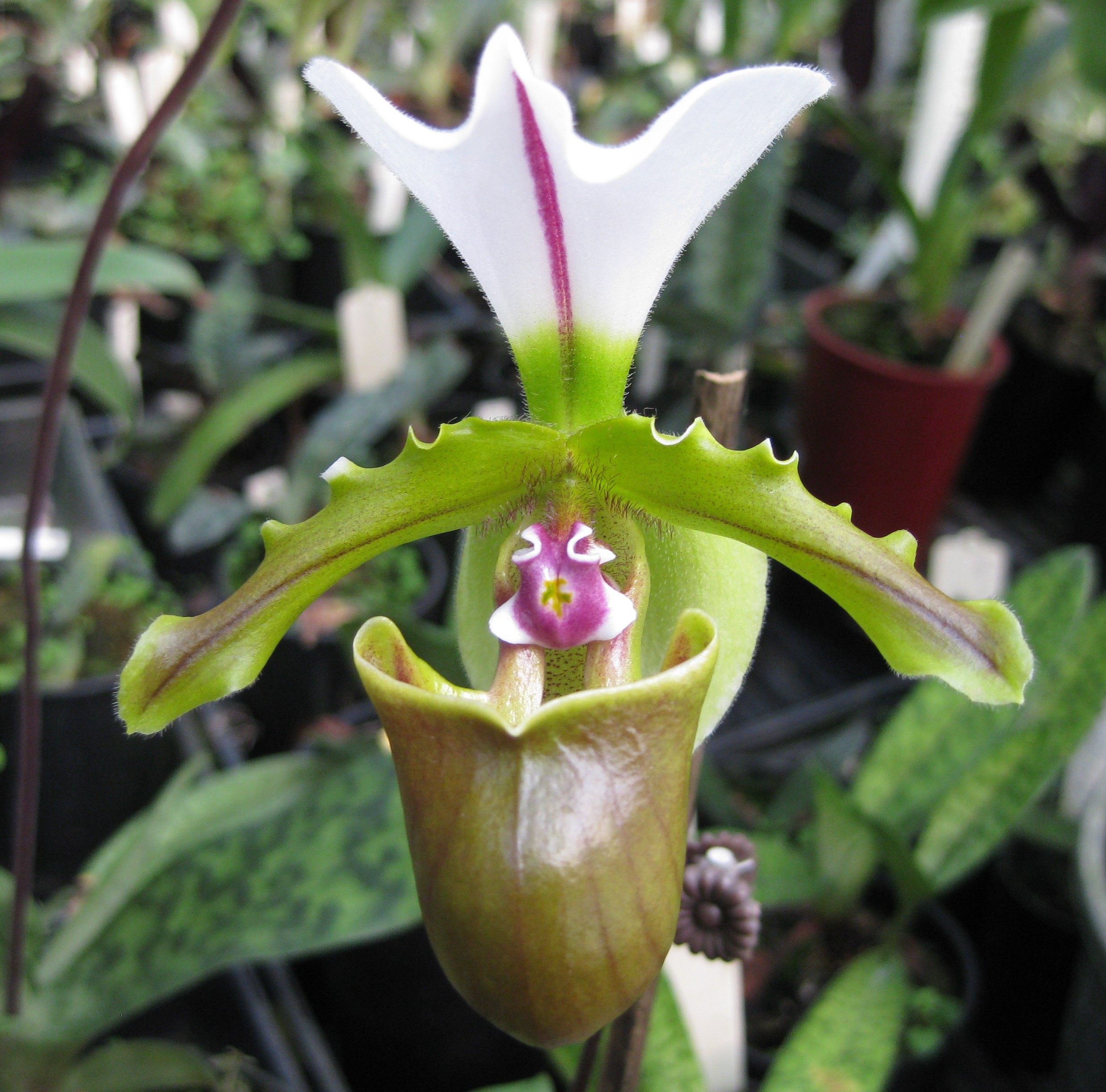 Paphiopedilum spicerianum - Dark Star Orchids