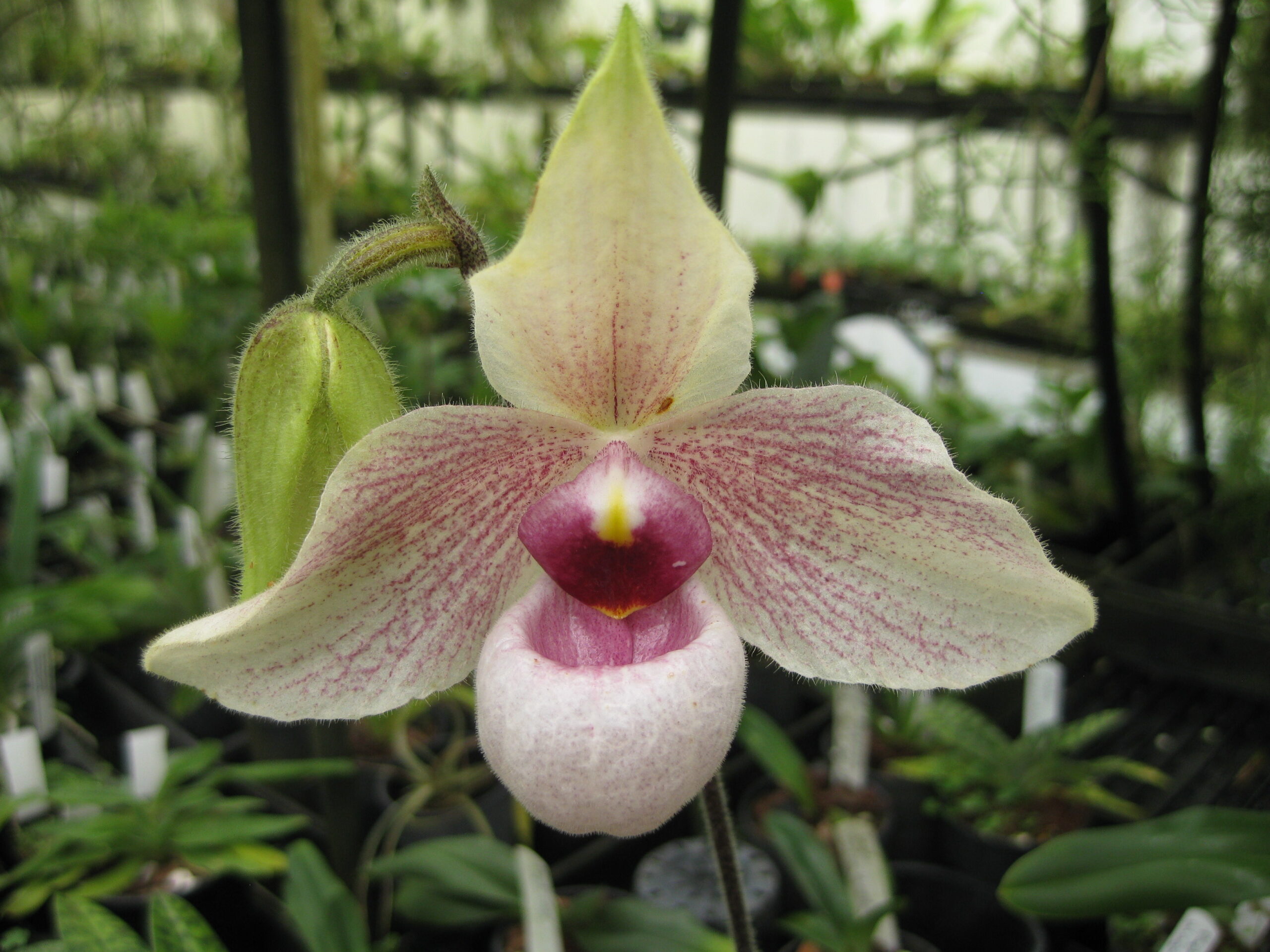 ［洋蘭交配種］Paph. Lynleigh Koopowitz 洋蘭交配種］Paph. Lynleigh Koopowitz