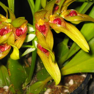 Bulbophyllum