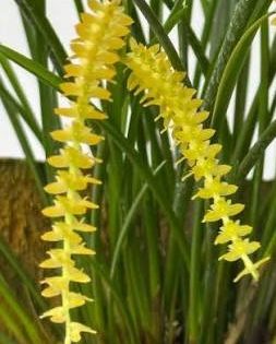 Dendrochilum wenzelii 'yellow'