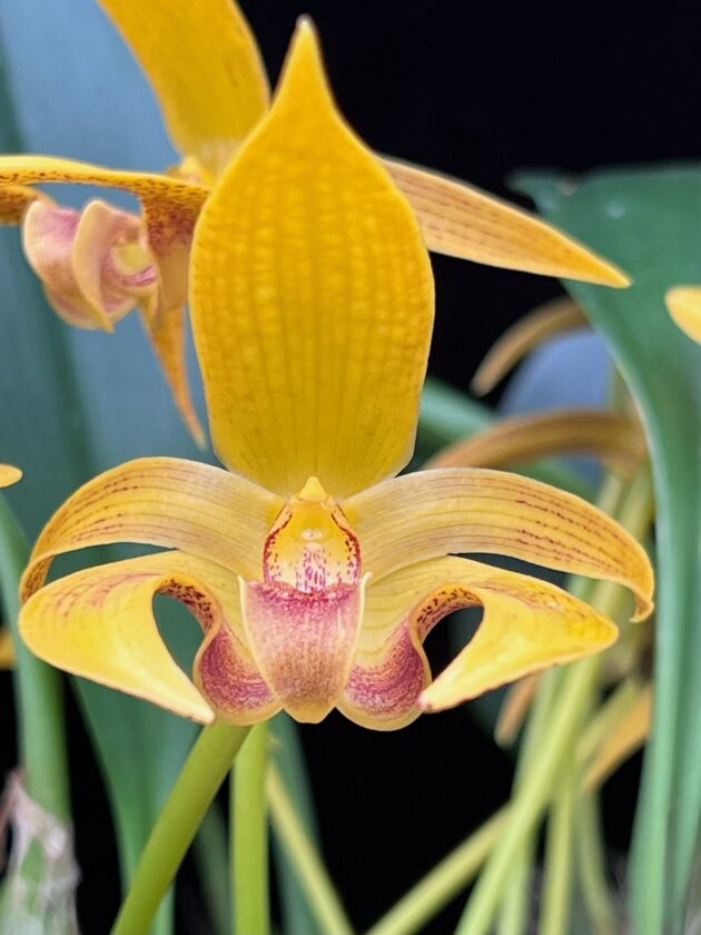 Bulb. Wilmar Galaxy Star ‘Sue’ ((3)