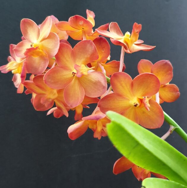 Ascda. (Udom Chai x Rhyn. coelestis) x Ascda. Anant Gold (14)