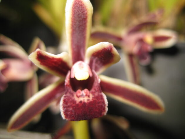 Cymbidium aloifolium (17)