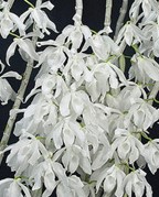 Den. anosmum alba (2)