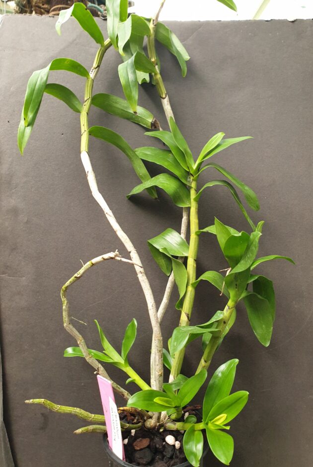 Den. secundum ‘pink’ (1)