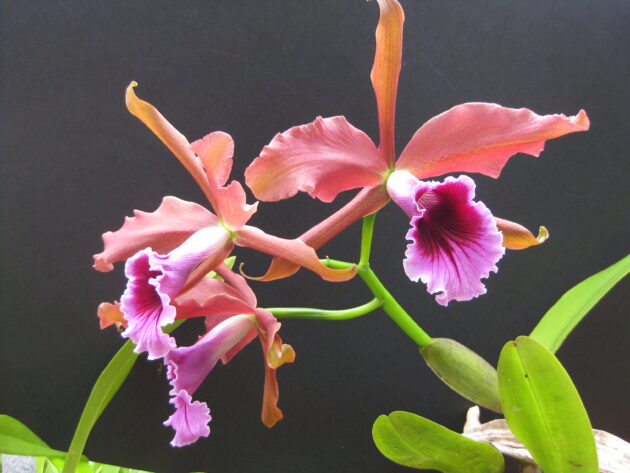 L. tenebrosa ‘Maria Fumacia’ x ‘Kathleen’ (2)