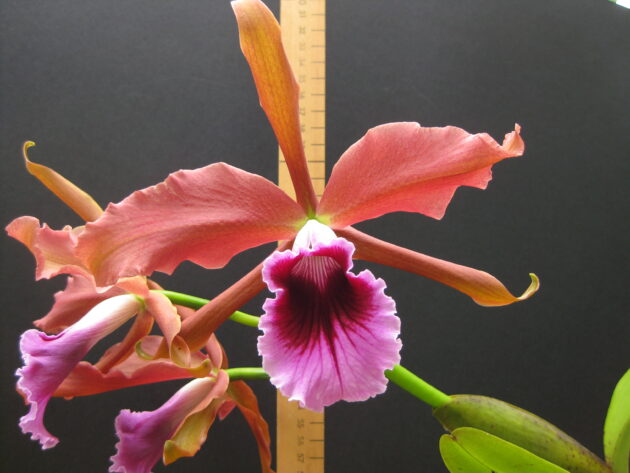 L. tenebrosa ‘Maria Fumacia’ x ‘Kathleen’ (5)