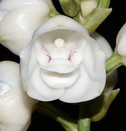 Peristeria elata (3)