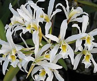 Schomburgkia superbiens alba