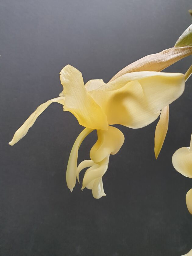 Stan. intermedia ‘Ivory’ (2)