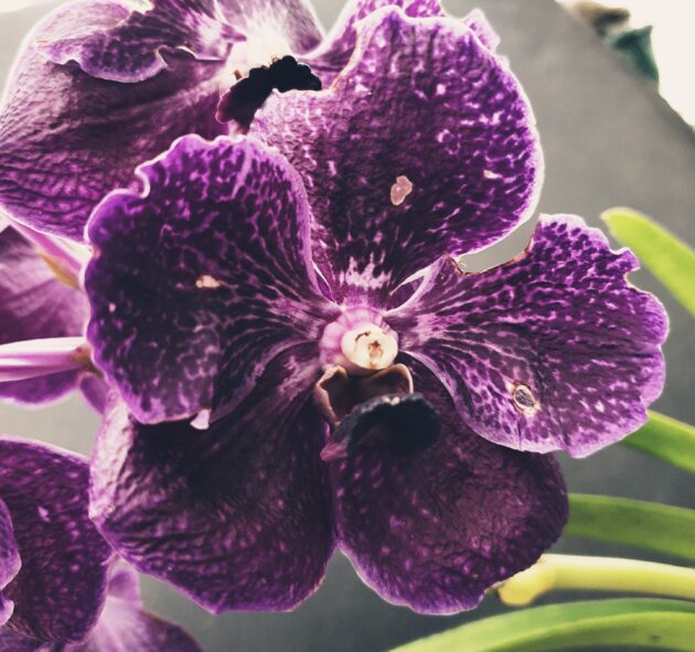 Vanda Robert’s Delight black (6)