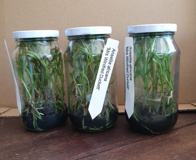 Ans. africana ‘Mrs Winifred Duckett’