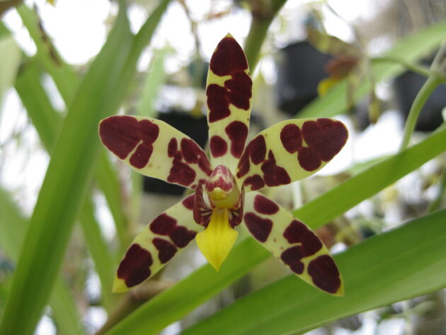 Ansellia africana ‘Mrs Winifred (1)