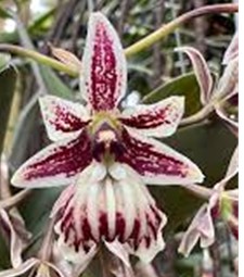 Epi. marmoratum flower 2