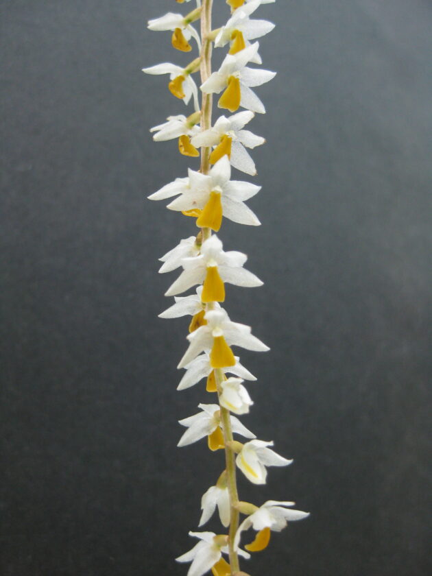 Dchlm. cobbianum yellow lip (6)