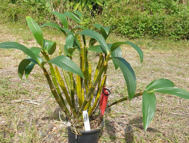 Den. densiflorum (4)