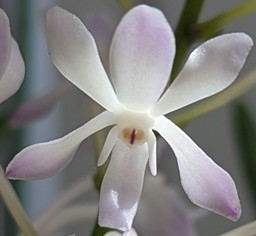 Neostylis