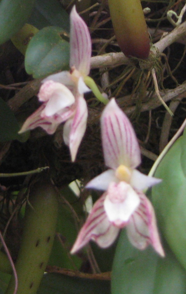 Bulb. ambrosia (14)