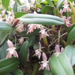 Bulbophyllum ambrosia