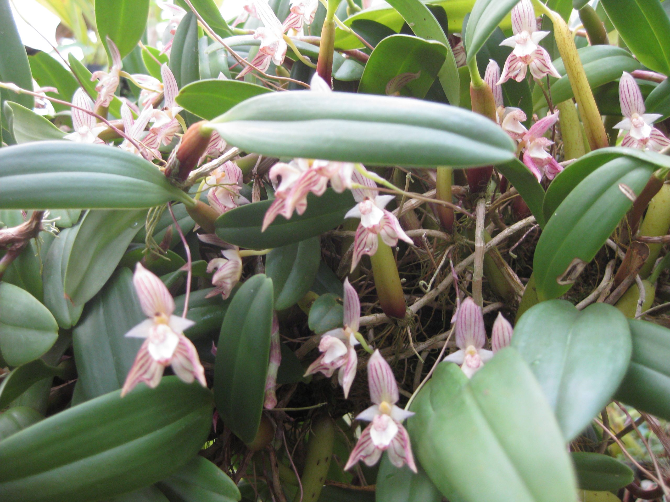 Bulb. ambrosia (4)
