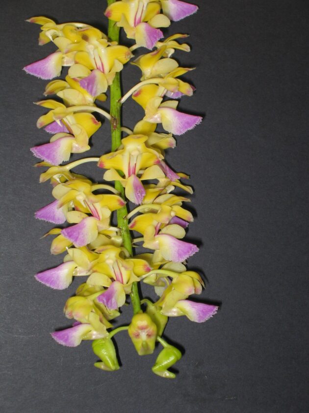 Aer. houlettiana (1)