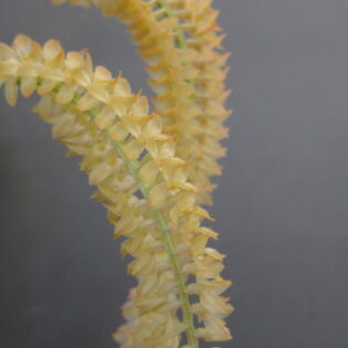 Dendrochilum convallariaeforme majus