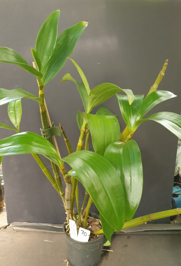 Den. thyrsiflorum (6)