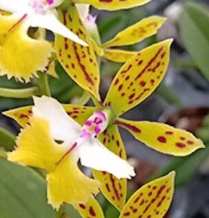 Epidendrum stamfordianum 'Galaxy'