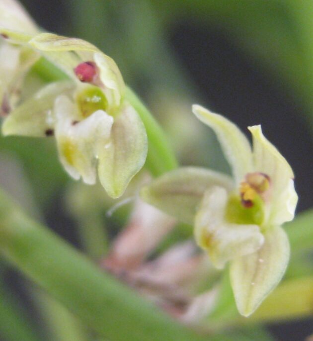 Scaphyglottis livida 5