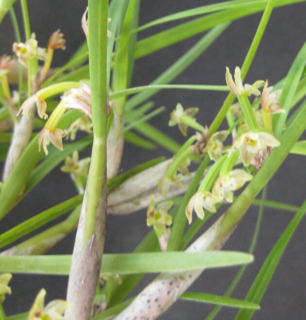 Scaphyglottis livida (7)