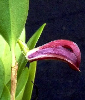 Zootrophion atropurpureum 3 jpg