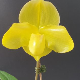 Paphiopedilum Yelloz 'Bart' AM/AOC/NSW