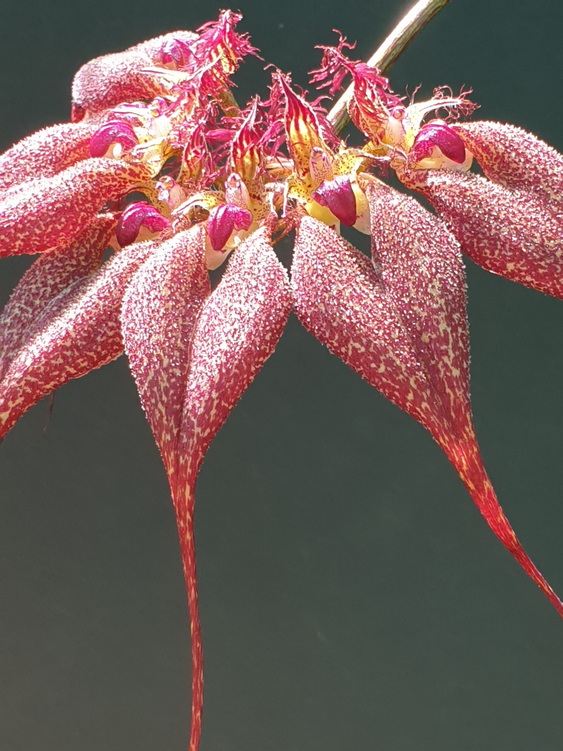 Bulb. rothschildianum YES The real one (20)