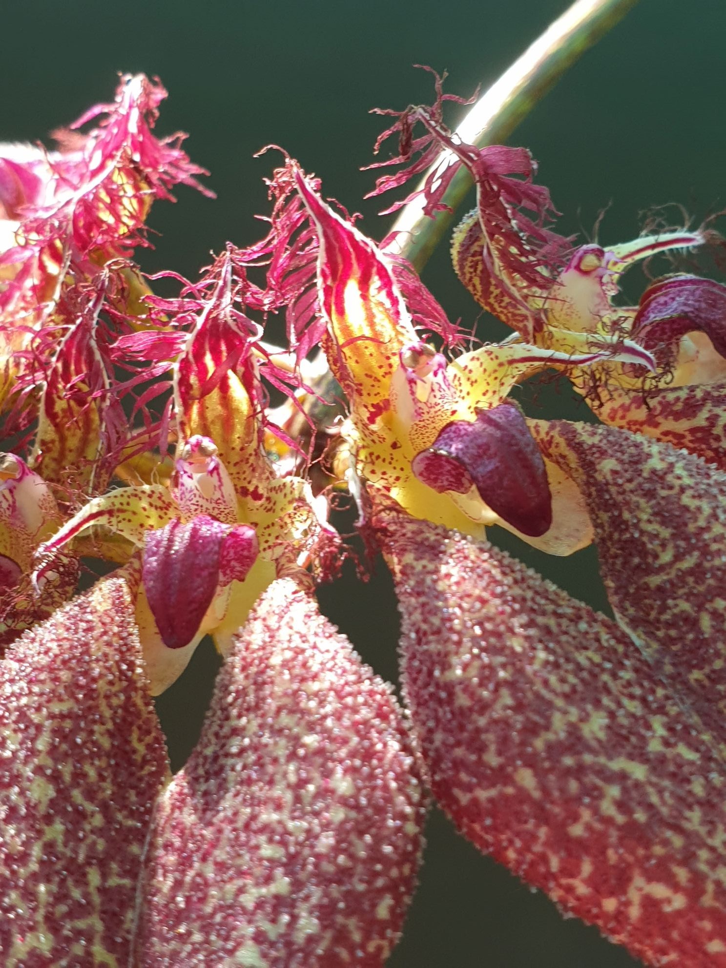 Bulb. rothschildianum YES The real one (74)