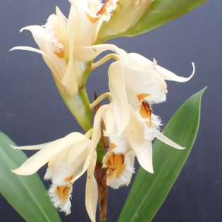 Coelogyne calcicola
