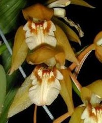 Coelogyne fuscescens