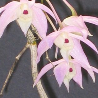 Dendrobium hercoglossum