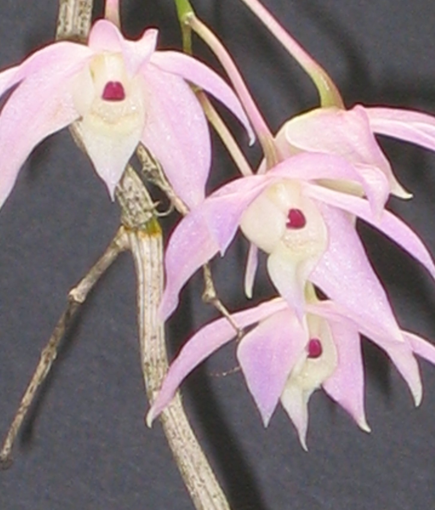 Den. hercoglossum (21)