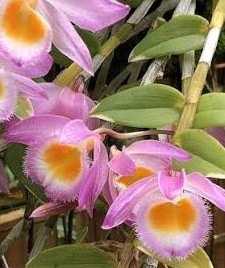 Den. loddigesii cropped