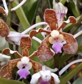Vanda bicolor